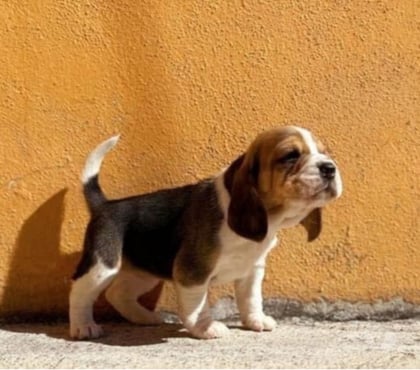 Venta de Mascotas Talca Talca - Fotos de Beagles en talca