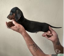Cachorritos salchicha en concepcion