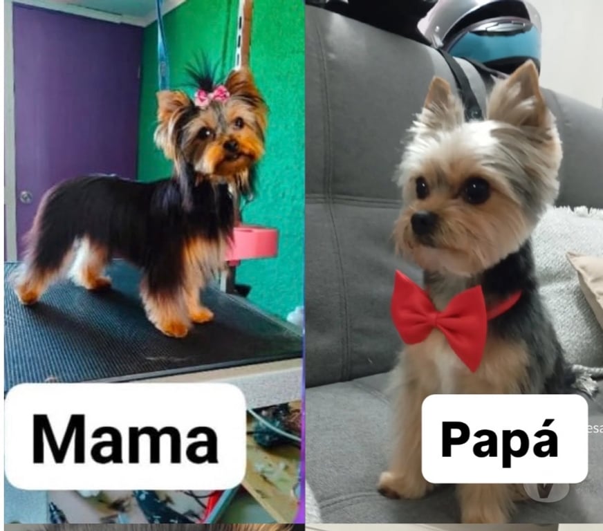 Gatos en Venta Santiago Santiago - Fotos de Cachorro yorkshire terrier