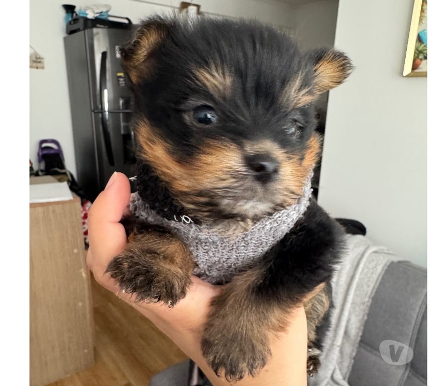 Gatos en Venta Santiago Santiago - Fotos de Cachorro yorkshire terrier