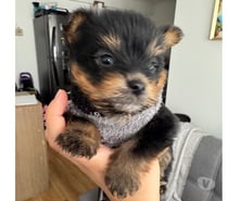 Cachorro yorkshire terrier