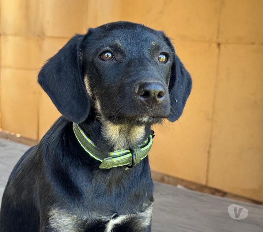 Adopción ed Animales Santiago Cerro Navia - Fotos de Lindos cachorros en adopción