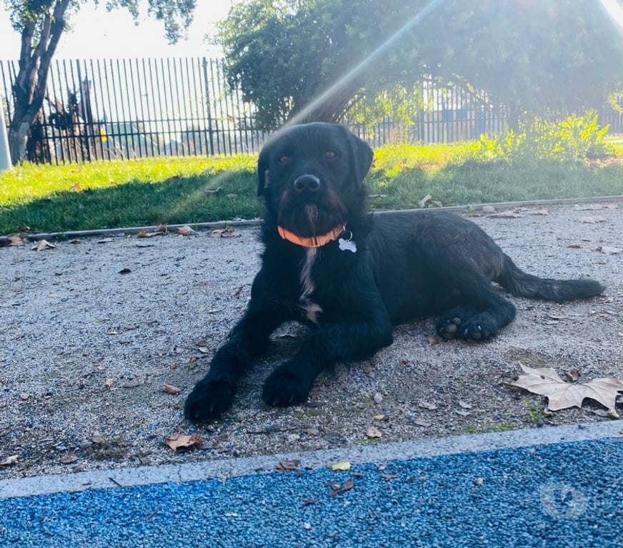Adopción ed Animales Santiago Cerro Navia - Fotos de Lindos cachorros en adopción