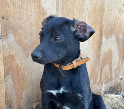 Adopción ed Animales Cerro Navia Santiago - Fotos de Lindos cachorros en adopción