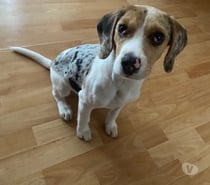 Beagle Merle hembra 5 meses, todas las vacunas ojito cherry