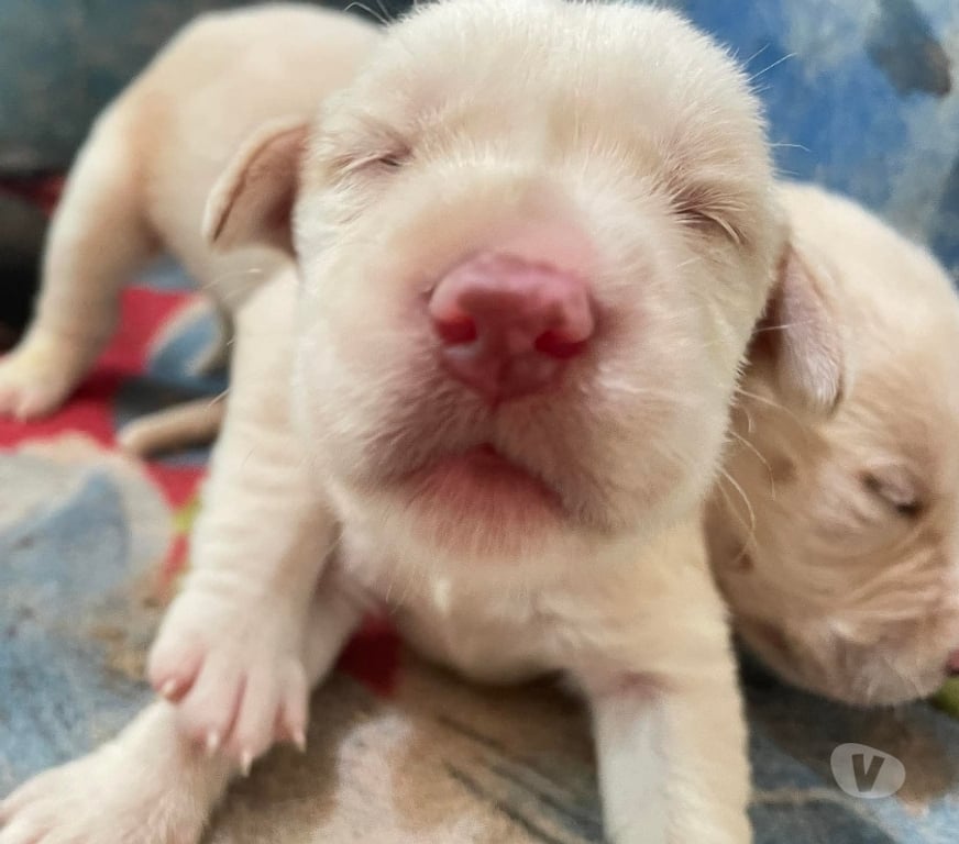 Gatos en Venta Llanquihue Puerto Montt - Fotos de Cachorros labrador