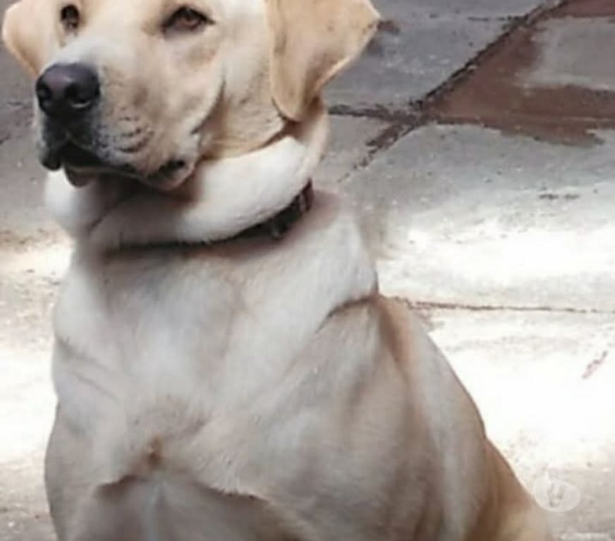 Gatos en Venta Llanquihue Puerto Montt - Fotos de Cachorros labrador