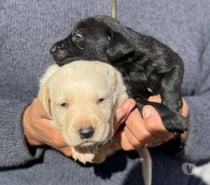Cachorros labrador