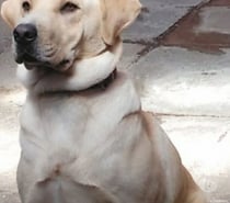 Cachorros labrador