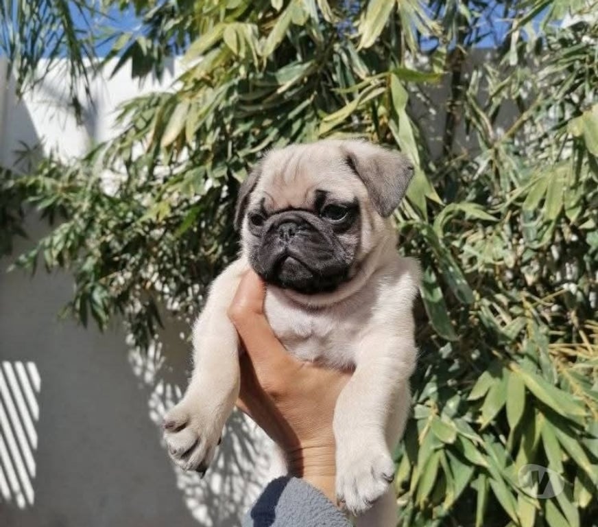 Gatos en Venta Valparaíso Viña del Mar - Fotos de Raza pug vacunados