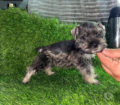 Mascotas en Venta Viña del Mar Valparaíso - Fotos de Schnauzer miniaturas