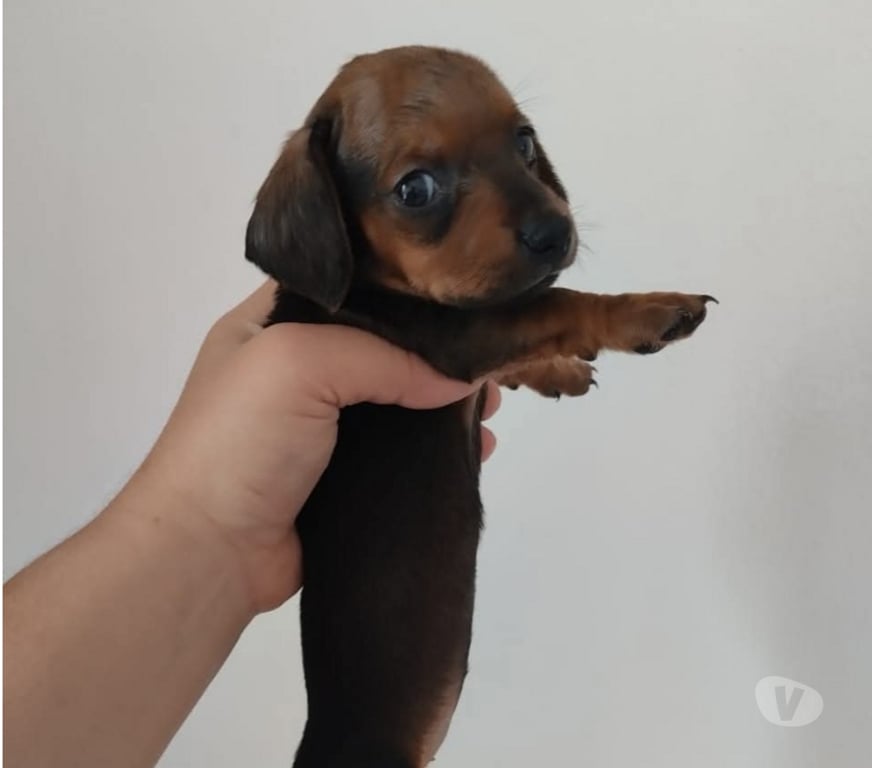 Gatos en Venta Valparaíso Viña del Mar - Fotos de Cachorros daschund