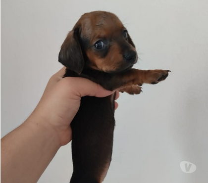 Mascotas en Chile Viña del Mar Valparaíso - Fotos de Cachorros daschund