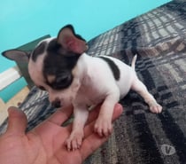 Chihuahuas pequeños