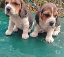 Cachorros beagles