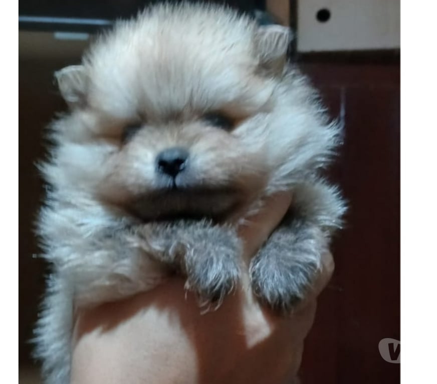 Gatos en Venta Llanquihue Puerto Montt - Fotos de Pomerania crema sable