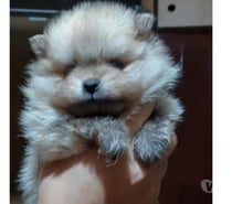 Pomerania crema sable