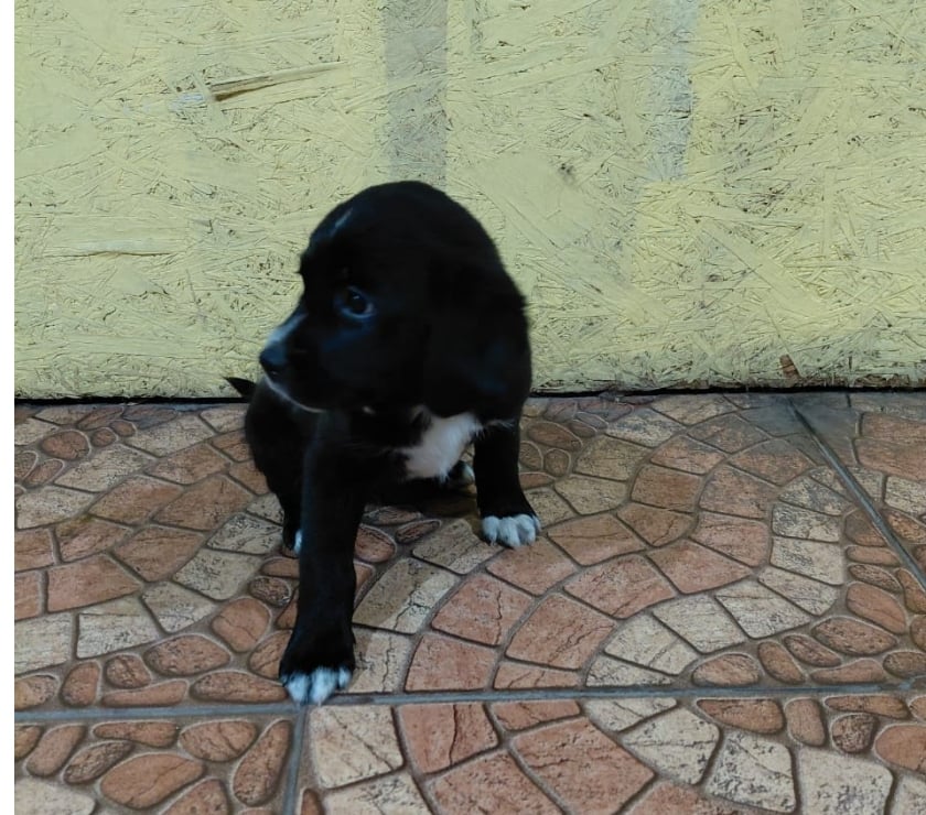 5 Cachorros en adopción
