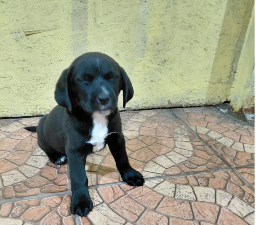 Adopción ed Animales Santiago Quinta Normal - Fotos de 5 Cachorros en adopción