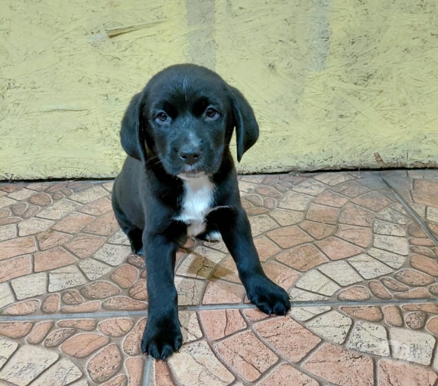 Adopción ed Animales Santiago Quinta Normal - Fotos de 5 Cachorros en adopción