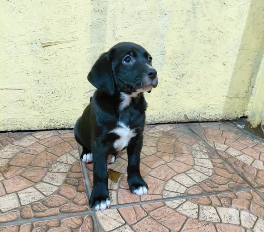 Adopción ed Animales Santiago Quinta Normal - Fotos de 5 Cachorros en adopción
