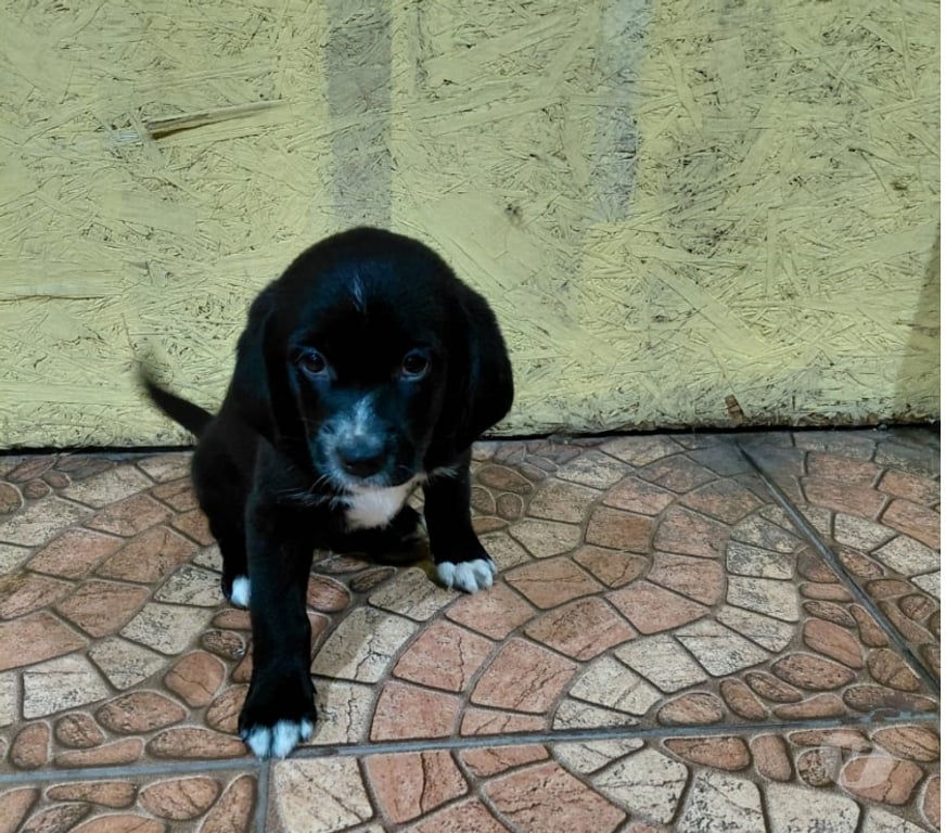 Adopción ed Animales Santiago Quinta Normal - Fotos de 5 Cachorros en adopción