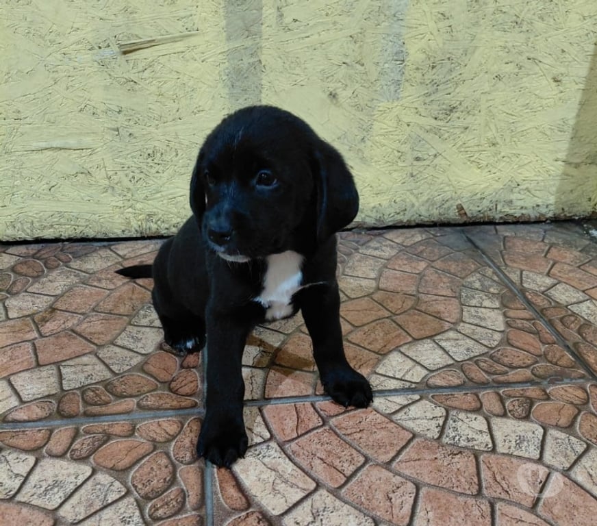 Adopción ed Animales Santiago Quinta Normal - Fotos de 5 Cachorros en adopción