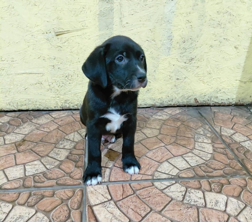 Adopción ed Animales Santiago Quinta Normal - Fotos de 5 Cachorros en adopción
