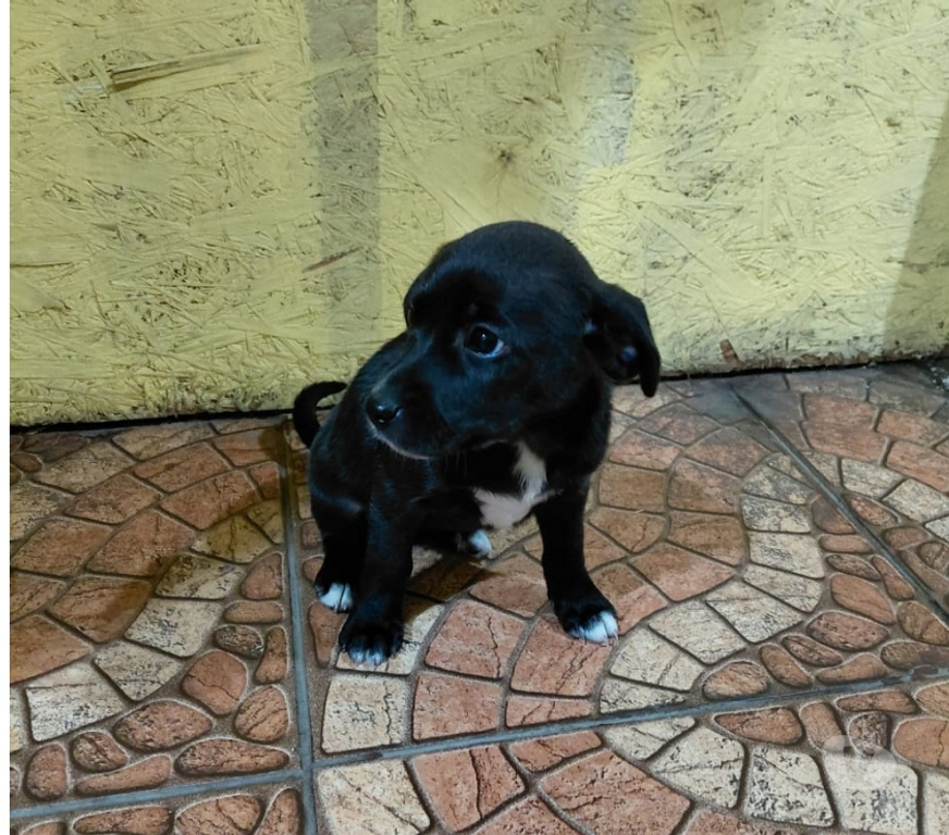 Adopción ed Animales Santiago Quinta Normal - Fotos de 5 Cachorros en adopción