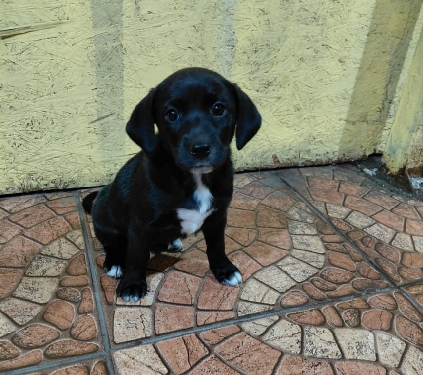 Adopción ed Animales Santiago Quinta Normal - Fotos de 5 Cachorros en adopción