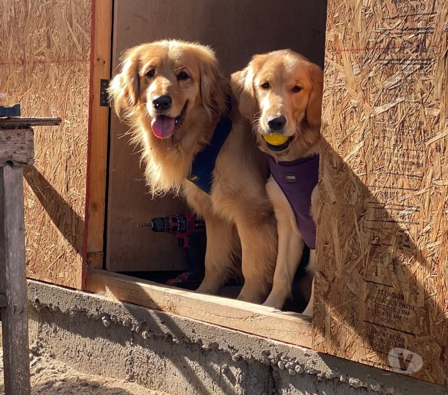 Gatos en Venta Llanquihue Puerto Montt - Fotos de Golden cachorros