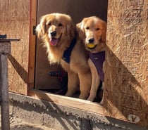 Golden cachorros
