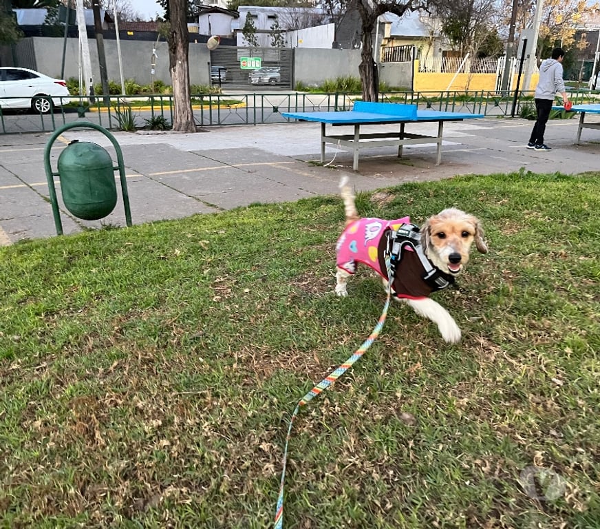 Adopción ed Animales Santiago Ñuñoa - Fotos de Charlie 1 año raza pequeña