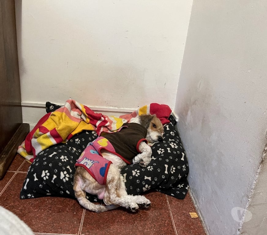 Adopción ed Animales Santiago Ñuñoa - Fotos de Charlie 1 año raza pequeña