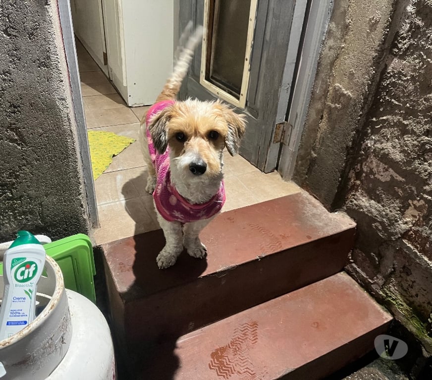 Adopción ed Animales Santiago Ñuñoa - Fotos de Charlie 1 año raza pequeña