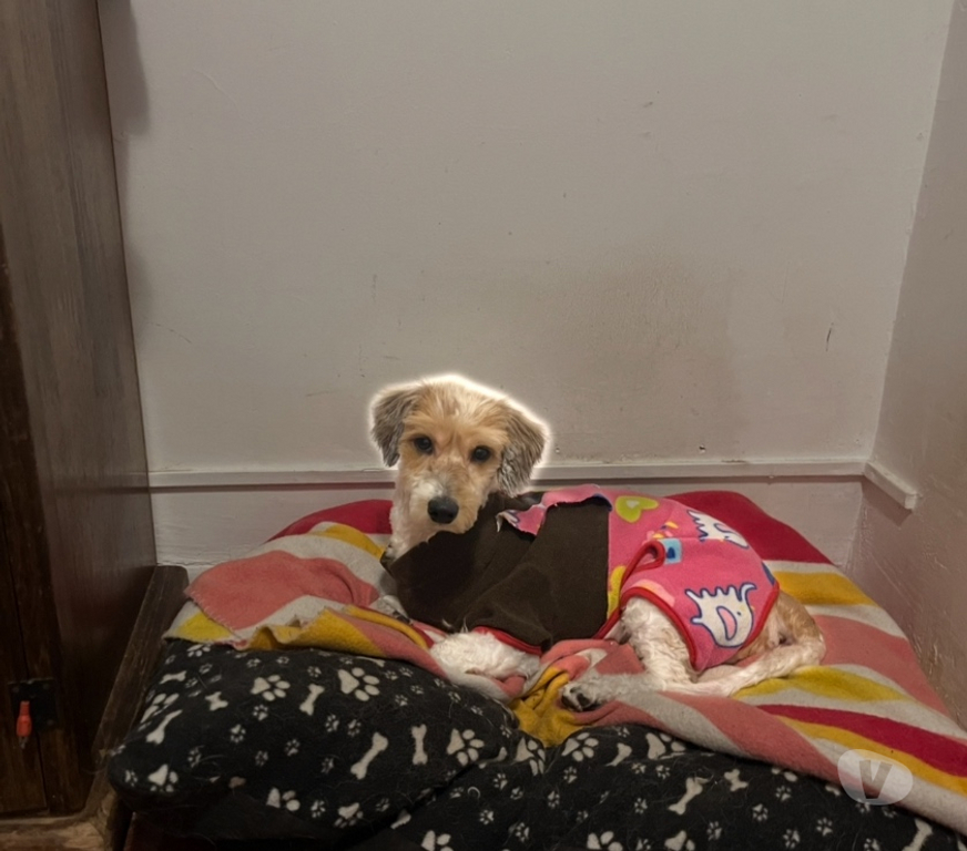 Adopción ed Animales Santiago Ñuñoa - Fotos de Charlie 1 año raza pequeña