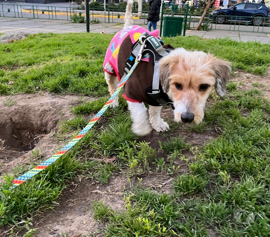 Adopción ed Animales Santiago Ñuñoa - Fotos de Charlie 1 año raza pequeña