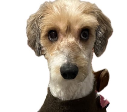 Adopción ed Animales Ñuñoa Santiago - Fotos de Charlie 1 año raza pequeña
