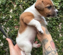 Cachorros jack rusell