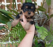Cachorros yorkshire