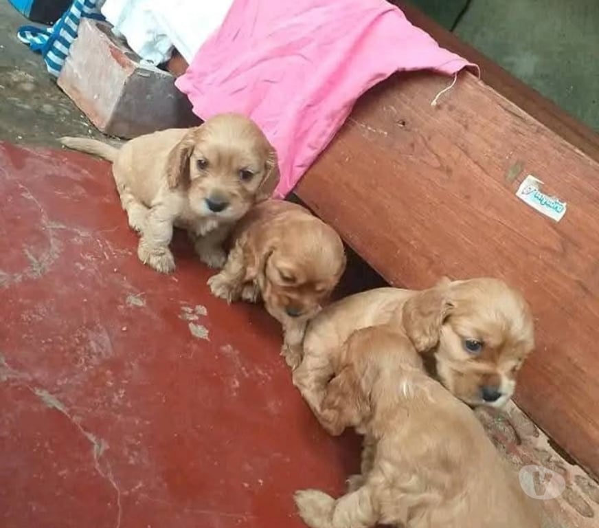 Gatos en Venta Valdivia Valdivia - Fotos de Cachorros cocker spaniel