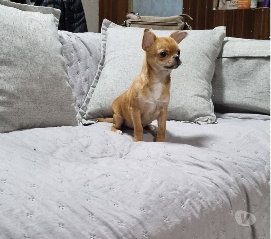 Gatos en Venta Santiago Recoleta - Fotos de Bello chihuahua