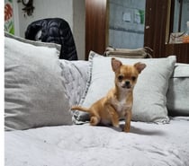 Bello chihuahua