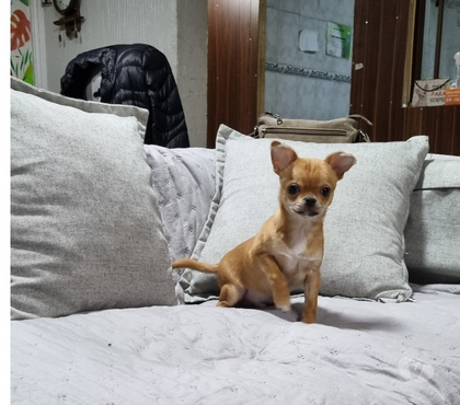 Gatos en Venta Recoleta Santiago - Fotos de Bello chihuahua
