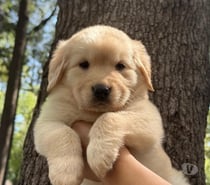 Ultimos golden retriever