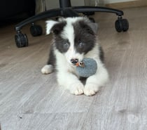 Border collie color clasico