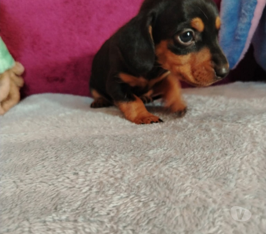 Gatos en Venta Curicó Curicó - Fotos de Soñados salchichas