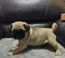 Ultimos pug pequeños