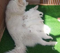 Samoyedos hermosos