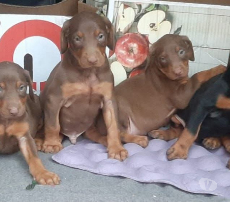 Gatos en Venta Cachapoal Rancagua - Fotos de Doberman vacunados